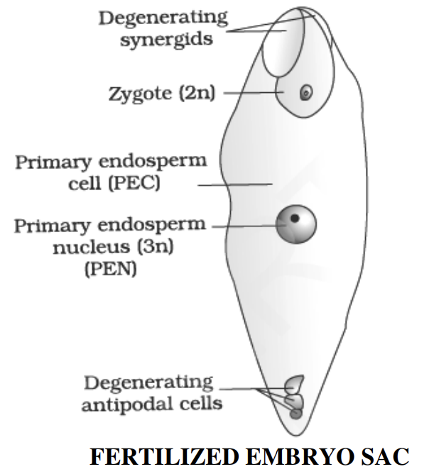FERTILIZED EMBRYO SAC - SEXUAL REPRODUCTION IN FLOWERING PLANTS