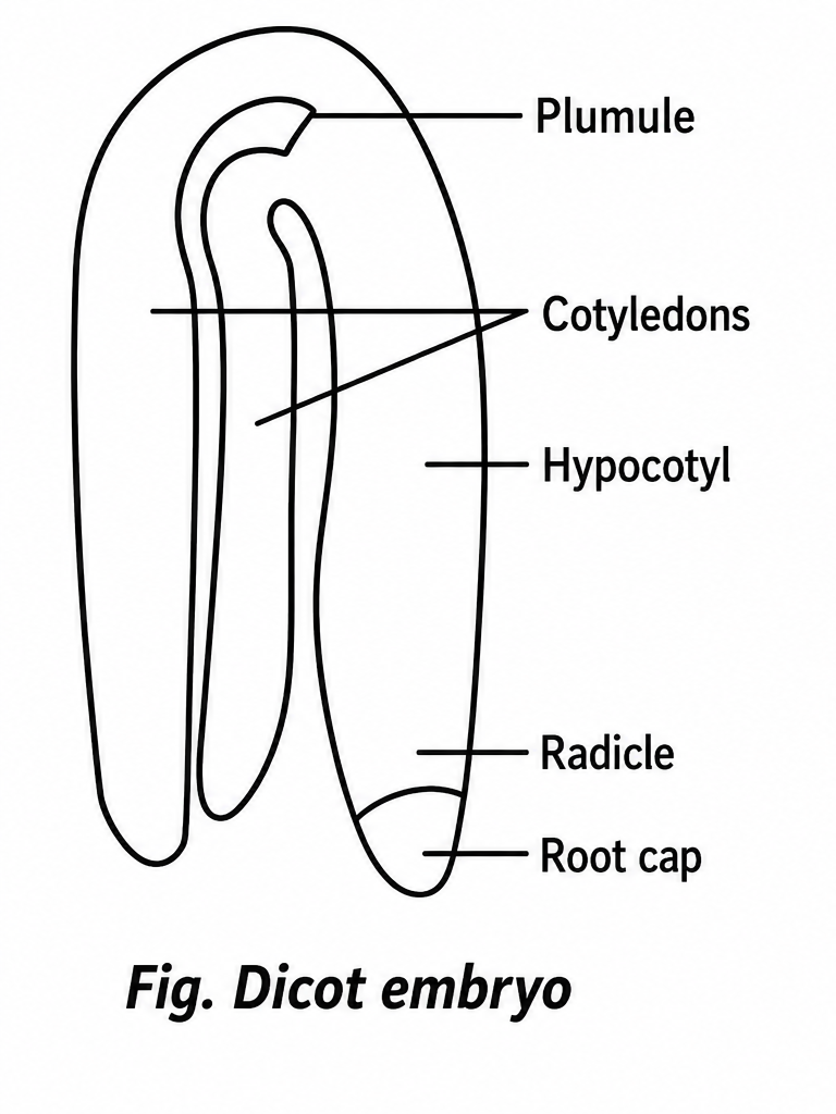 MONOCOT AND DICOT EMBRYO - SEXUAL REPRODUCTION IN FLOWERING PLANTS-  PUC 2 YEAR
