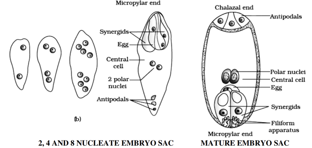 development of female gametophyte  question- SEXUAL REPRODUCTION IN FLOWERING PLANTS